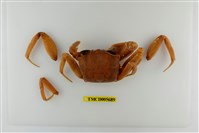 藏品(角眼沙蟹)的圖片